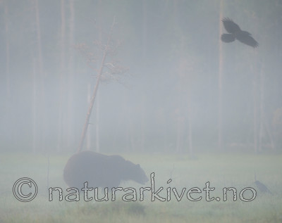 BB 10 0085 / Corvus corax / Ravn <br /> Ursus arctos / Brunbjørn